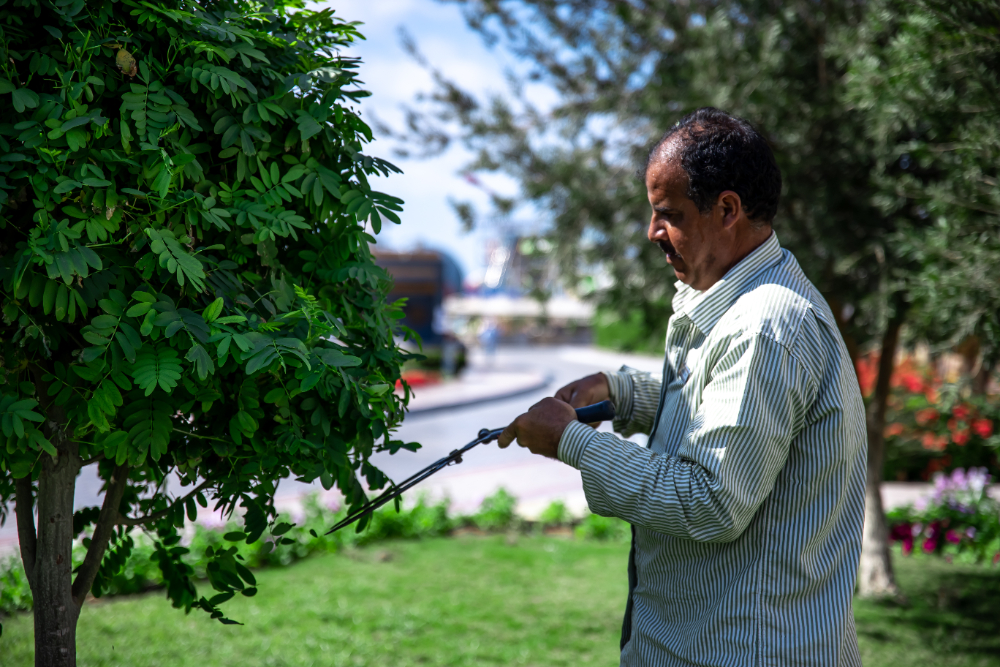 Emergency Tree Removal When to Call a Professional Tree Arborist