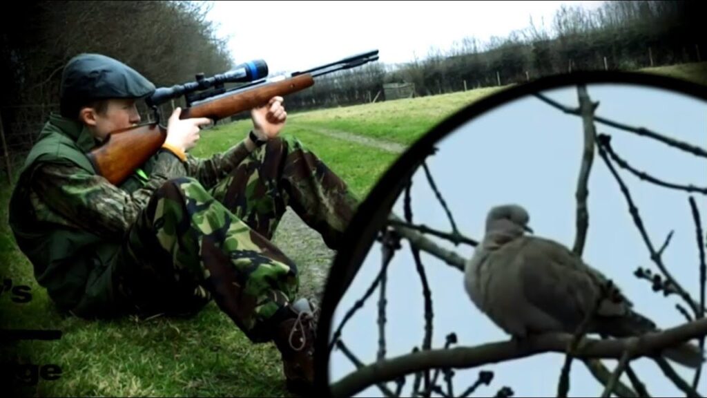 How to Identify Dove Species for Targeted Hunting Success