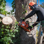 Fort Collins Tree Service