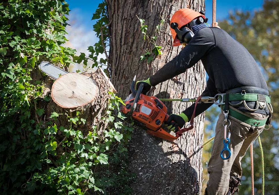 Fort Collins Tree Service