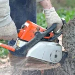 arborist in dallas