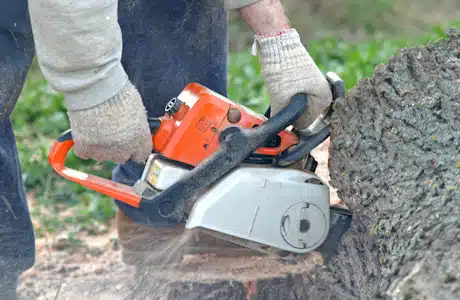 arborist in dallas